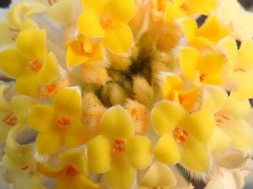 Die gelben Blüten der Mitsumata (Edgeworthia chrysantha) in Nahaufnahme