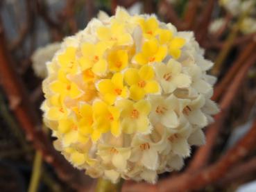 Die Blüten der Mitsumata (Edgeworthia chrysantha) verfärben sich von Gelb nach Weiß.