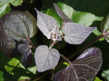 Purpurkatalpa, Catalpa erubescens Purpurea