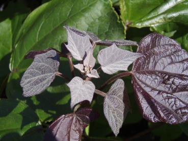 Purpurkatalpa, Catalpa erubescens Purpurea