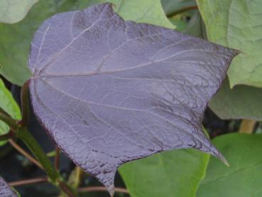 Purpurkatalpa, Catalpa erubescens Purpurea