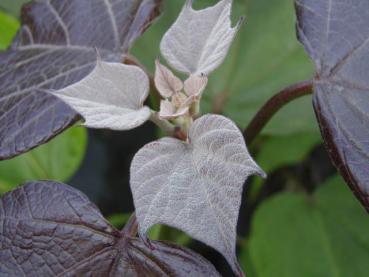 Purpurkatalpa, Catalpa erubescens Purpurea