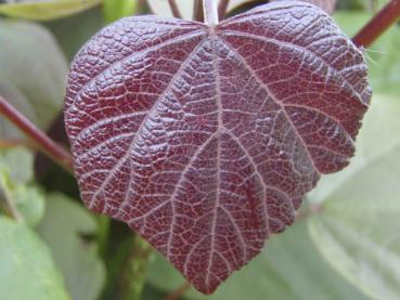 Purpurkatalpa, Catalpa erubescens Purpurea