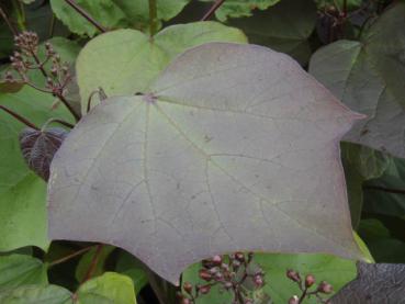 Purpurkatalpa, Catalpa erubescens Purpurea