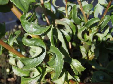 Salix babylonica Crispa