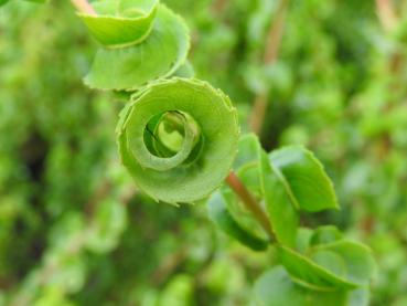 Salix babylonica Crispa