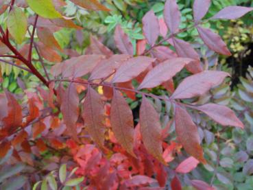 Schönes Herbstlaub bei Pistacia chinensis