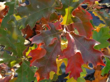 Quercus ilicifolia mit beginnender roter Herbstfärbung