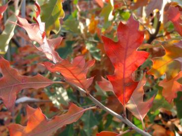 Rotes Herbstlaub von Quercus ilicifolia