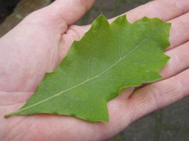 Quercus ilicifolia: Sommerlaub