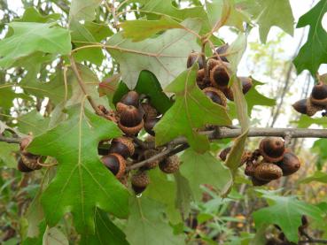 Quercus ilicifolia - reicher Fruchtansatz