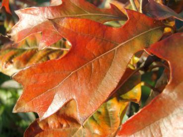 Quercus ilicifolia in prachtvoller roter Herbstfärbung