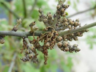 Blütenknospen von Quercus ilicifolia