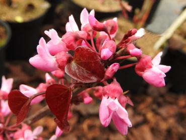 Judasbaum Forest Pansy - rosa Blüten