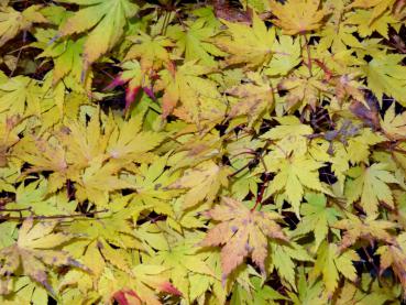 Acer palmatum Orange Dream mit gelbrotem Herbstlaub
