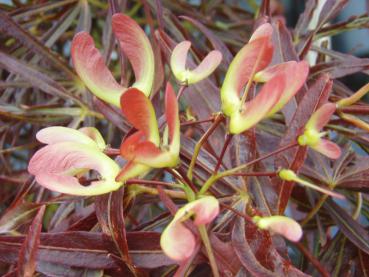 auch die Flügel der Früchte des Acer palmatum Red Pygmy sind leicht rot eingefärbt