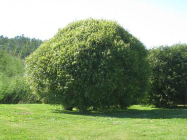 Klotpil, Bollpil - Salix fragilis Bullata