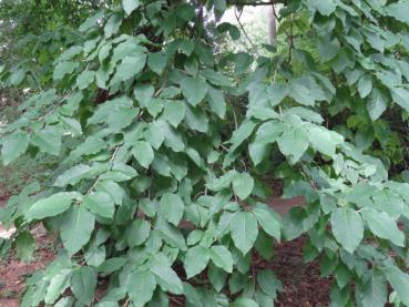 Das dichte Laub der Magnolia acuminata (Gurken-Magnolie)