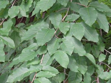 Das Blatt der Magnolia acuminata hat eine elliptische, zugespitzte Form