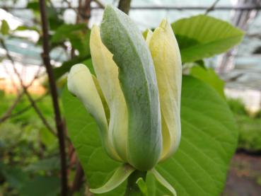 Gelbgrüne Blüte der Gurkenmagnolie