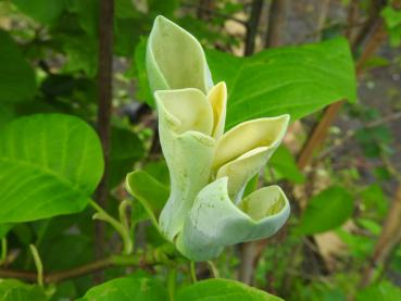 Die Gurkenmagnolie blüht gelblich.