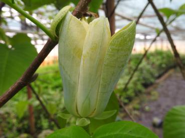 Die Blüten der Gurkenmagnolie sind gelb bis grün gefärbt.