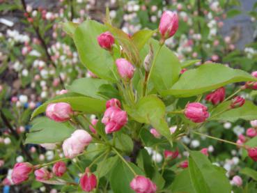 Prydnadsapel Spring Snow, Malus Spring Snow