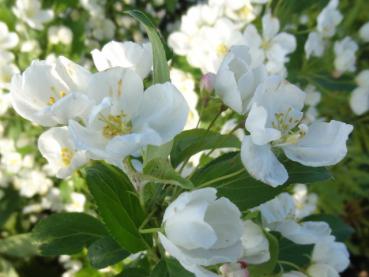 Weiße Blüten vom Zierapfel Spring Snow