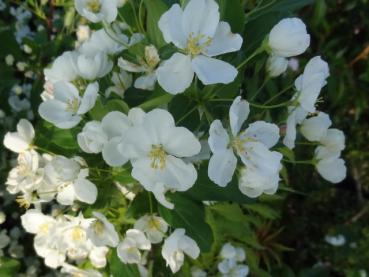 Schöne aber einfache weiße Blüten am Zierapfel Spring Snow