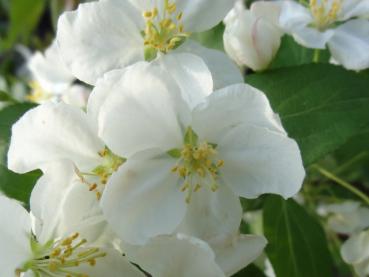 Malus Spring Snow blüht weiß.