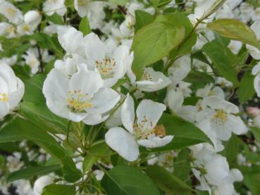 Der Zierapfel Spring Snow blüht weiß.