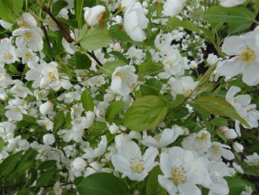 Der Malus Spring Snow mit überreicher weißer Blüte im Mai