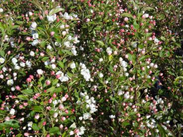 Weiße Blüten und rosa Knospen vom Zierapfel Spring Snow