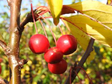 Malus Sugar Tyme - kleine rote Äpfelchen im Herbst