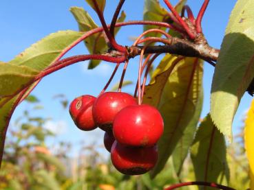 Leuchtend rote Früchte - Zierapfel Sugar Tyme