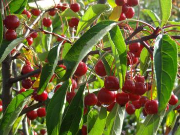 Malus Sugar Tyme bekommt im Herbst rote, kleine Äpfel