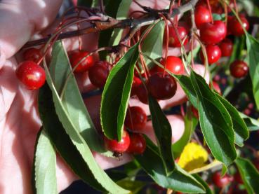 Malus Sugar Tyme mit reichlich Fruchtbehang im Oktober