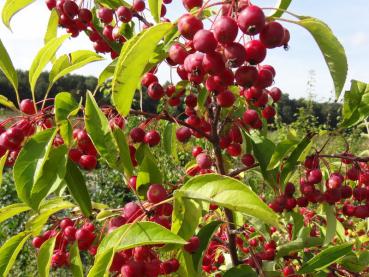 Kleine rote Zieräpfel - Malus Sugar Tyme