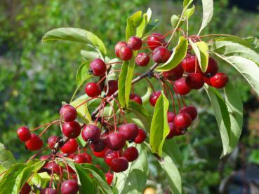 Zierapfel Sugar Tyme mit vielen roten Äpfelchen