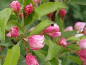 Malus Sugar Tyme mit rosa Knospen