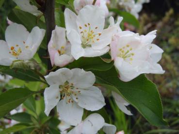 Der weiße Zierapfel Sugar Tyme in Blüte