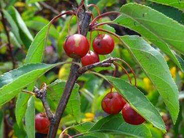 Rote Früchte bei der Zierapfelsorte Sugar Tyme