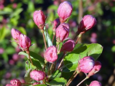 Rosa Knospen von Malus Sugar Tyme