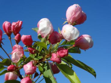 Rosa Blütenknospen vom Zierapfel Sugar Tyme