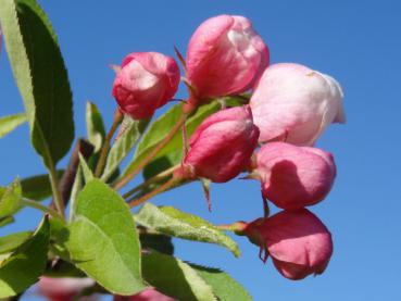 Rosa Blütenknospen im Mai vom Zierapfel Sugar Tyme