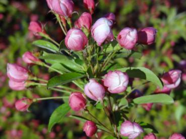 Malus Sugar Tyme mit rosa Blütenknospen im Mai