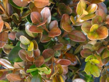 Im Herbt/Winter färben sich die Blätter von Buxus Faulkner orange-braun.