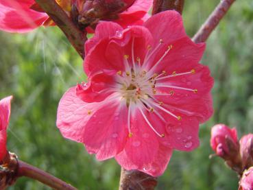 Persika Melred, Prunus persica Melred