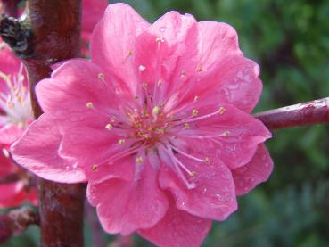 Persika Melred, Prunus persica Melred