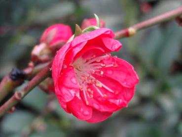 Persika Melred, Prunus persica Melred